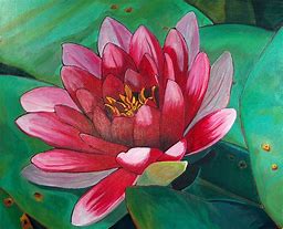 Image result for White Lotus Flower Painting