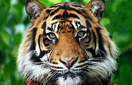 Image result for Smallest Tiger