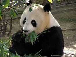 Image result for Giant Panda Bear Family
