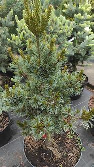 Image result for Pinus parviflora Bonnie Bergman