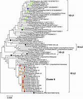 Image result for Rubella Virus Structure