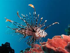 Image result for Most Dangerous Sea Creatures