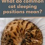 Image result for What Does Cat Stand For