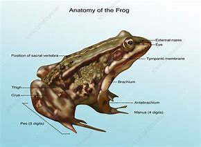 Image result for Frog Outline Birds Eye View