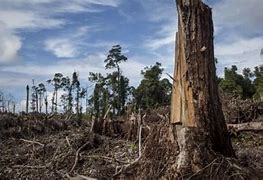 Image result for Global Warming Deforestation