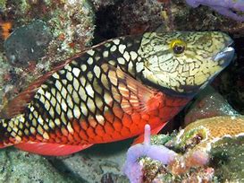 Image result for Fish Species in Exuma Bahamas