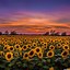 Image result for Sunflower Depth Effect iPhone Wallpaper