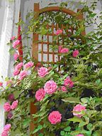 Image result for Rosa zephirine drouhin