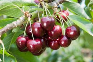 Afbeeldingsresultaten voor Prunus avium Lapins