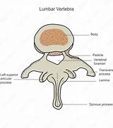 Image result for Second Lumbar Vertebra