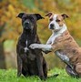 Image result for Staffordshire Pitbull Collar