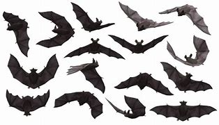 Image result for Bats Eating Mosquitoes