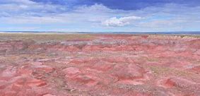Image result for Petrified Forest Plants