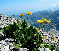 Image result for Arnica montana