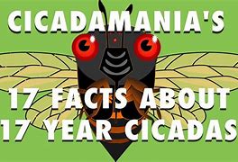 Image result for Cicada Mania