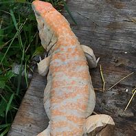 Image result for Albino Tegu