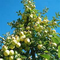 Image result for Yellow Apple Tree Seeds