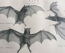 Image result for Flying Antique Bats