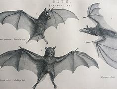 Image result for Vintage Bat Decoration