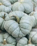 Image result for Bell-Shaped Squash