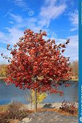 Image result for Red Oak Tree