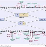 Image result for TP53 Exon and Intron Isoform a Map