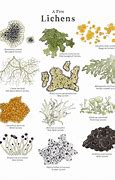 Image result for Identifying Moss