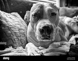 Image result for Pit Bull Puppy That Don't Look Like