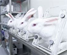 Image result for Animal Testing No More Experiments