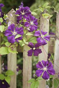 Image result for Fast Growing Clematis Vine