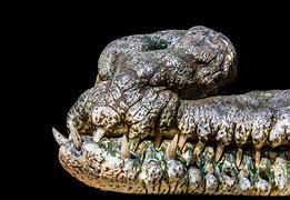 Image result for Crocodile Snout Up View
