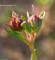 Bildergebnis für Plantago schrenkii