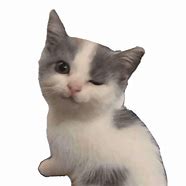 Image result for Sad Cat Meme Transparent