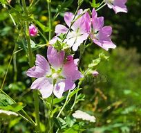 Image result for Alcea pallida