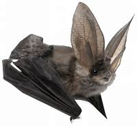 Image result for Bat Transparent Animal