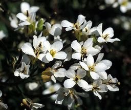 Image result for draba