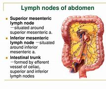 Image result for Abdomen Anatomy Lymph Nodes