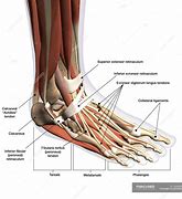 Image result for Foot Ankle Anatomy