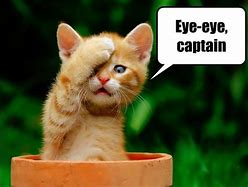 Image result for Eye Captain Meme