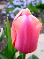 Resultado de imagen de Tulipa Menton