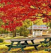Image result for Apple Hill Northern CA