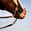 Image result for Western Horse Training Bits