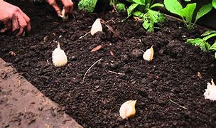 Image result for Broadcasting Method of Planting of Garlic