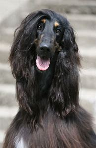 Image result for Afghan Hound Curly Hair