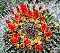 Image result for Barrel Cactus Flower