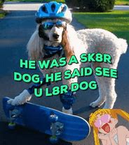 Image result for Cool Dog Meme