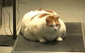 Image result for The Fattest Cat Ever