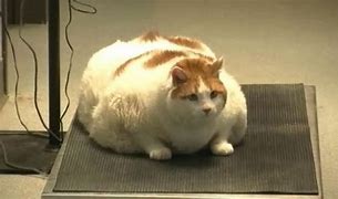 Image result for 10Kg Cats