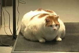 Image result for World's Fattest Cat in the World