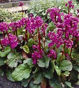 Image result for Bergenia cordifolia